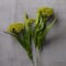 12 Pack: Green Queen Anne's Lace Spray by Ashland®